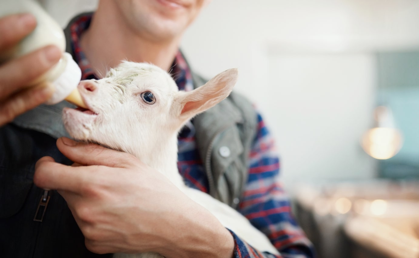 Goat drinking milk from a baby bottle