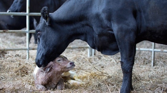 Neonatal calf and cow. Reproduction.