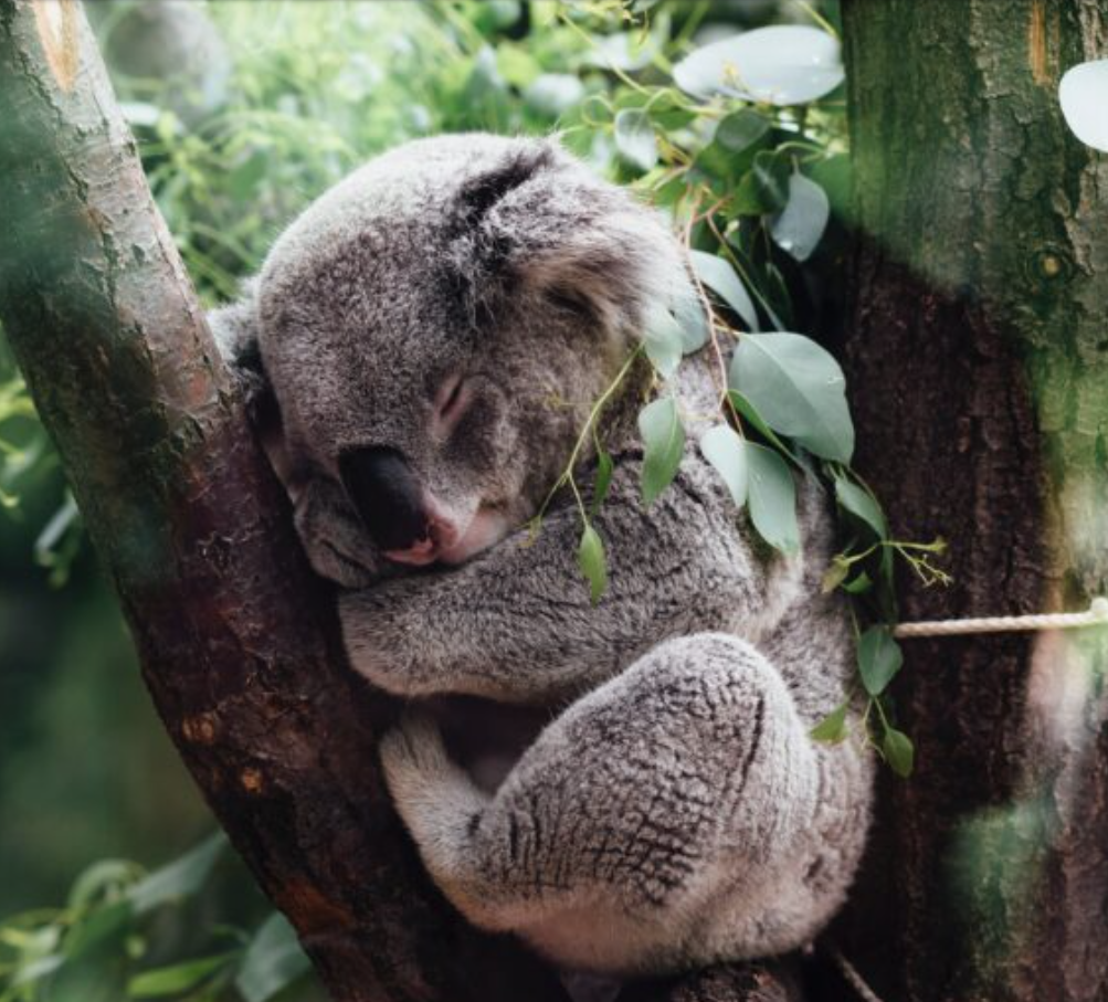 Ceva wildlife_ceva