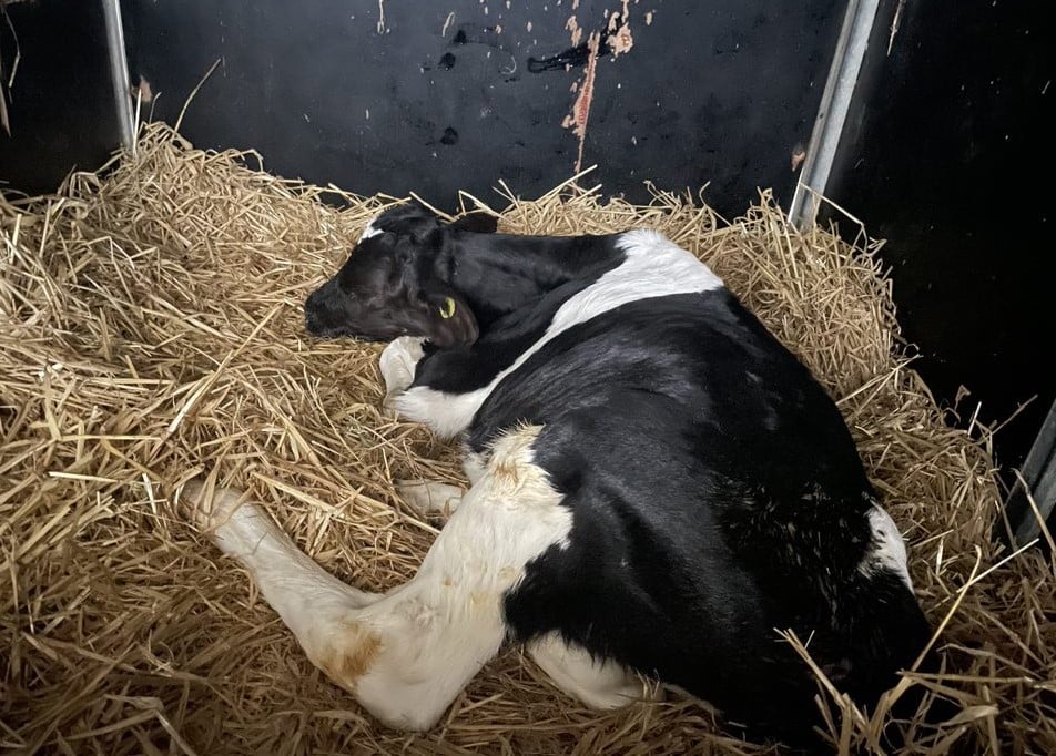Kalv med mavesmerter grundet diarré_Ceva