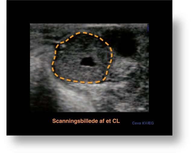 Scanningsbillede et et gult legeme_corpus luteum_Ceva