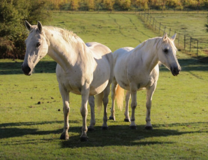 Ceva støtter EHPAD Equus der redder og rehabiliterer heste, får go geder_Ceva